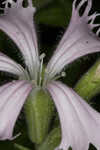 Eastern fringed catchfly